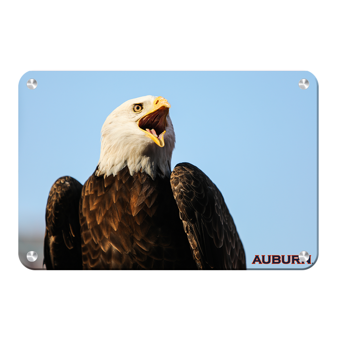 Auburn Tigers - War Eagle - College Wall Art#Metal