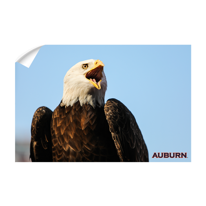 Auburn Tigers - War Eagle - College Wall Art#Wall Decal