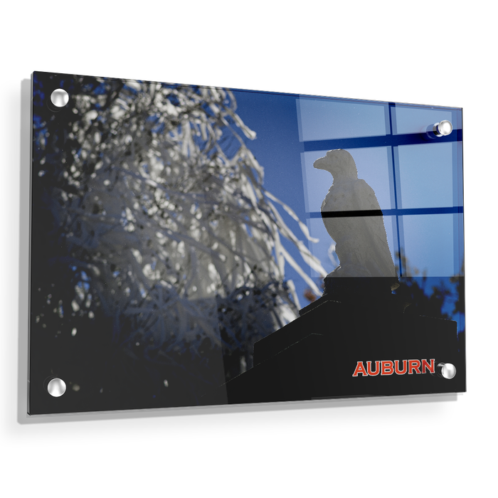 Auburn Tigers - Watchful Eye Toomers - College Wall Art#Acrylic