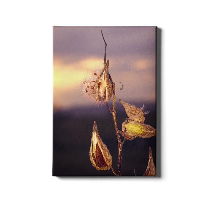 Milk Weed - College Wall Art