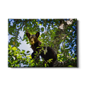 On the Lookout - College Wall Art