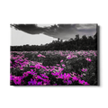 Purple Fields - College Wall Art