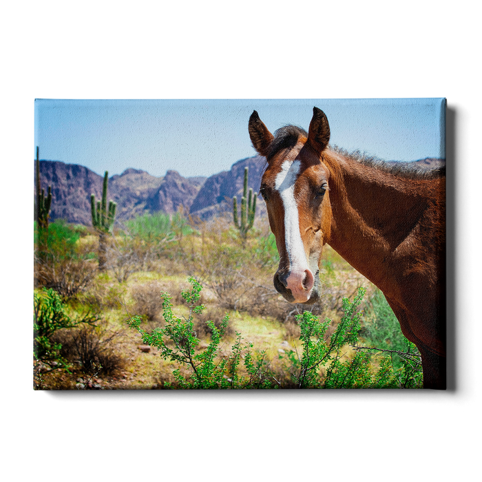 Wild Horses of Salt River Arizona - College Wall Art