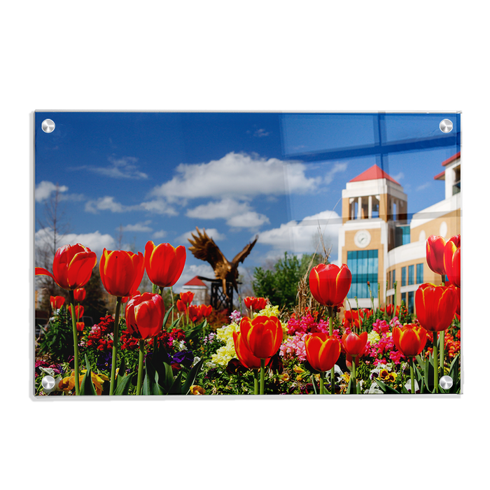 Louisiana Monroe Warhawks - ULM Tulips - College Wall Art #Acrylic