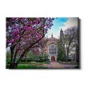 Washington University Bears - Cherry Blossoms - College Wall Art #Canvas